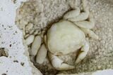 Fossil Crab (Potamon) Preserved in Travertine - Turkey #112336-3